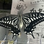 大元 - 3匹目は左翼が少し小さいオスだった