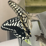 大元 - 展開中に落下するなどして羽根がクシャクシャになってしまったアゲハを何匹も見て来たので何度見ても心配してしまう