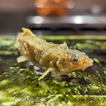 Tempura Sakurabito - 