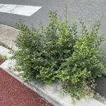 レイドバックバーガー - 公園の方から店の前の道に曲がる角に秋楡、河原欅が自生している。2年くらい前に駆除されてしまったのがまた再生していた。根っこが残ってたんだろうか。