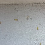 絵空事 - 塗り壁にも玄米が。