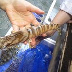 華ぶさ - どでかい天然車海老