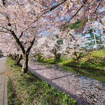 LE CHOCOLAT - 外壕の花筏と快晴で満開の桜