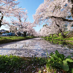 LE CHOCOLAT - 外壕の花筏と快晴で満開の桜