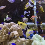 アクアリウムイタリアン心斎橋ライム - 沢山のお魚。ピカピカの水槽で、ただただ見とれてました。
            