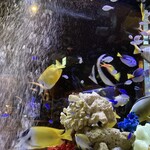 アクアリウムイタリアン心斎橋ライム - 空間が暗めにして、水槽を際立つ様にしてます。