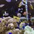 アクアリウムイタリアン心斎橋ライム - その他写真:沢山のお魚。ピカピカの水槽で、ただただ見とれてました。
          