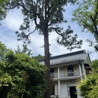 L'Arbre - 