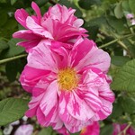 四季の香カフェ - 