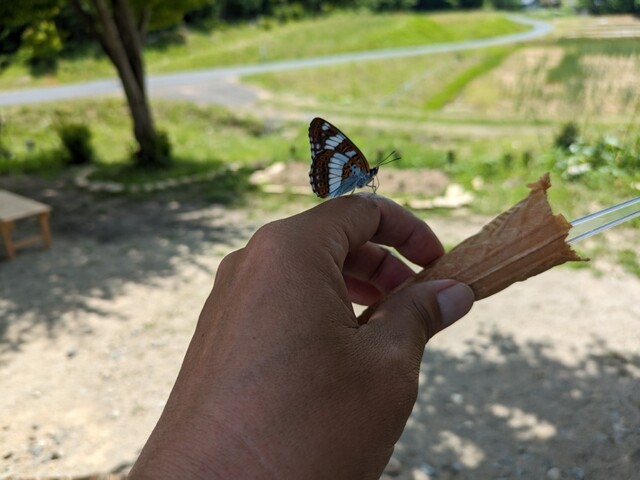 ベルテーラ - 小山田（ジェラート・アイスクリーム）の写真