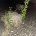 焼きもの家 慶 - 4年前の夏にこの石の前で目が覚めたら血の池でプロレスラーのようにピューピュー血を吹きながら血糊でヌルヌルのスニーカーによろめきながら家まで辿り着いた夏の日を忘れようも無い。生きててよかった^_^