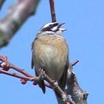 神戸クック ワールドビュッフェ - 梅の木の上でさえずる（ビュッフェに誘う）ホオジロ