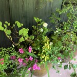 西国御領　風羅坊 - 