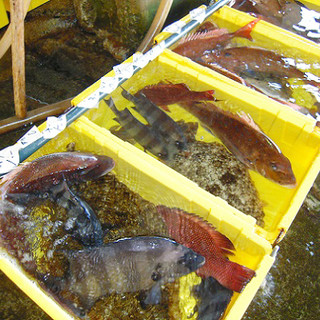 定置網や漁港・魚市場から直接買い付け！