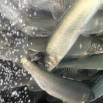 朽木旭屋 - 水も鮎もきれい