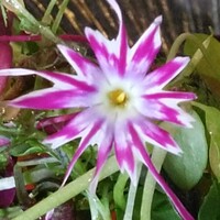 Pondichery - エディブルフラワー（富士の介サーモンと筍　クローブの香り
                    オゼイユソース）