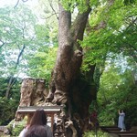 Atami Ginza Osakana Shokudou Hanare - 大楠(おおくす)樹齢2100年超