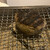 炭火焼き ワンダーバーグ - 料理写真:粗挽きのハンバーグ