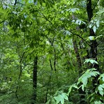 サントリー白州蒸溜所 - 