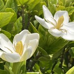 JiProign - 大家さんの生垣のクチナシが咲き始めた。園芸品種ではないので見た目も香りもパッとしないけど、半年後にはその実がここの料理を明るい黄色に彩るかも知れない。今年も人力での害虫駆除係として守り抜く所存^_^