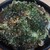 三八松浦 - 料理写真:肉玉うどん