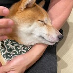 浅草の豆柴カフェ - 