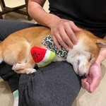 浅草の豆柴カフェ - 