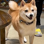 浅草の豆柴カフェ - 