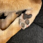 浅草の豆柴カフェ - 