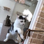 Link - 大福君　常連さんらしき方とお遊び中