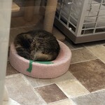 Link - モフちゃん　ずっとオネンネタイムでした^ ^