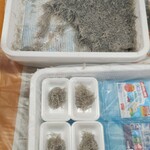 土佐角弘海産 - どろめコーナー