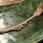 多津味 - 焼き魚（ムツ）