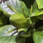 大元 - クチナシ砲弾込め中^_^