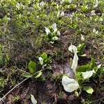 至仏山荘 - 水芭蕉