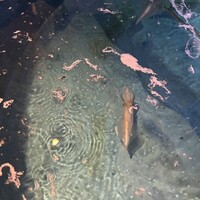 寅八商店 心斎橋店 - 