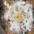HEARTH SMOKED GRILL＆GALETTE - 料理写真:【スペイン産】18ヶ月熟成ハモンセラーノとたっぷりマッシュルームのガレット