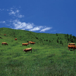 シェフの出身地、熊本の食材も積極的に使用しております。
