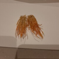 割烹 天ぷら 三太郎 - 