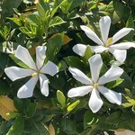 JiProign - 大家さんの生垣のクチナシが今年もシェフのために咲いている^_^