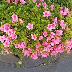 すしやのたい悟 - 店のつつじは満開