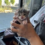 なないろ堂 - 猫の生態に充分配慮を行って撮影しています。