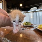 なないろ堂 - 猫の生態に充分配慮を行って撮影しています。