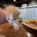 なないろ堂 - 猫の生態に充分配慮を行って撮影しています。