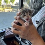 なないろ堂 - 猫の生態に充分配慮を行って撮影しています。