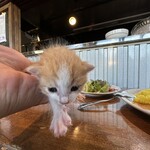 なないろ堂 - 猫の生態に充分配慮を行って撮影しています。