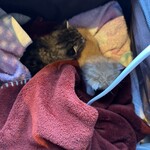 なないろ堂 - 猫の生態に充分配慮を行って撮影しています。