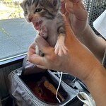 なないろ堂 - 猫の生態に充分配慮を行って撮影しています。