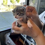 なないろ堂 - 猫の生態に充分配慮を行って撮影しています。