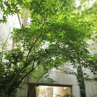 中國名菜 龍坊 代官山店 - 